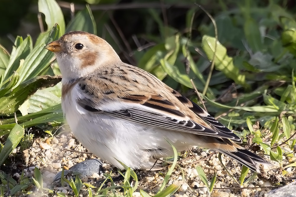 Snow bunting